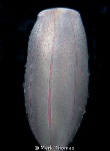 Comb jelly - an old scanned slide from c. 2006.
F90X 60mm. by Mark Thomas 